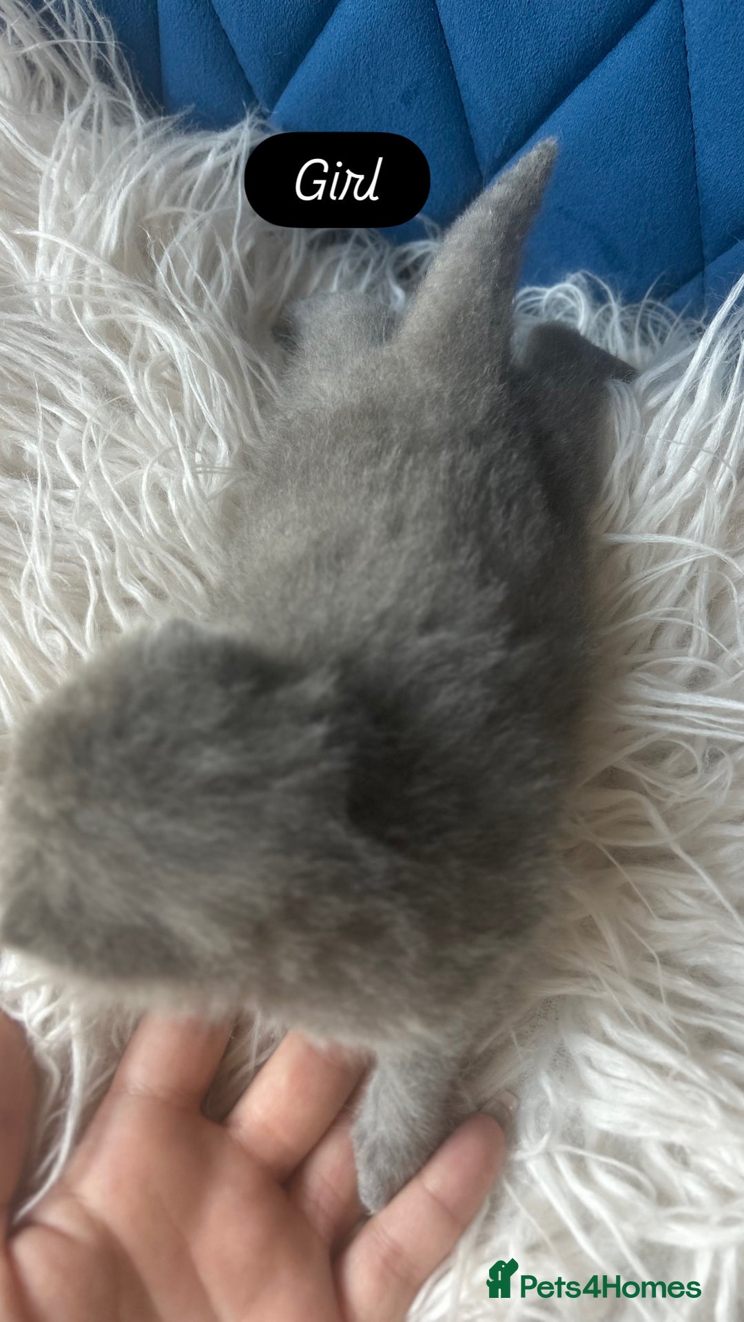 British Shorthair cats for sale: 🧸✨6 Chunky British Shorthair Kittens For Sale✨🧸 - Advert 13
