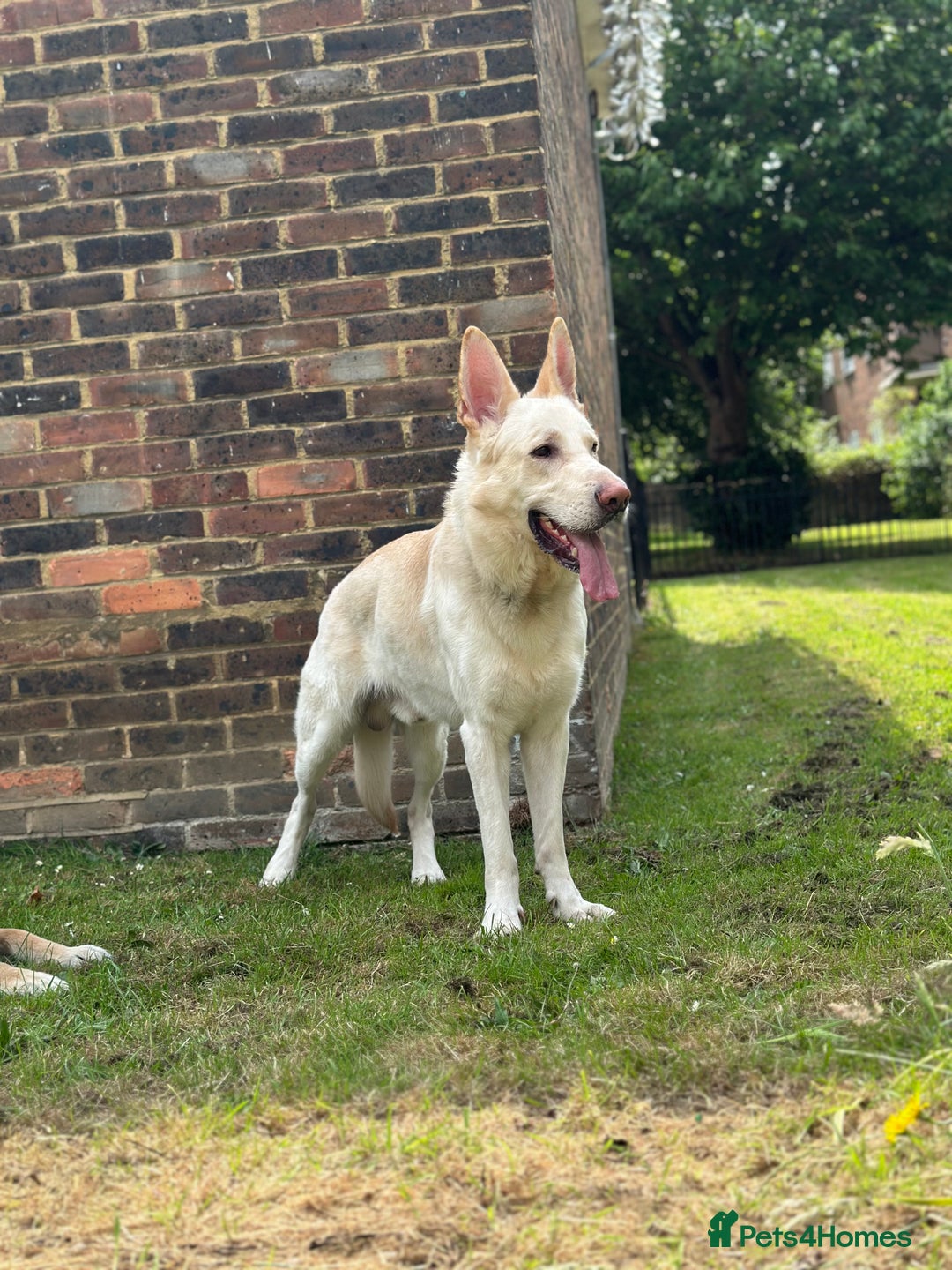 German Shepherd dogs for sale: 3 year old white male German shepherd  - Image 4