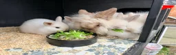 Mini Lion Lop rabbits for sale: Stunning Mini LionLops for Sale  - Advert 7