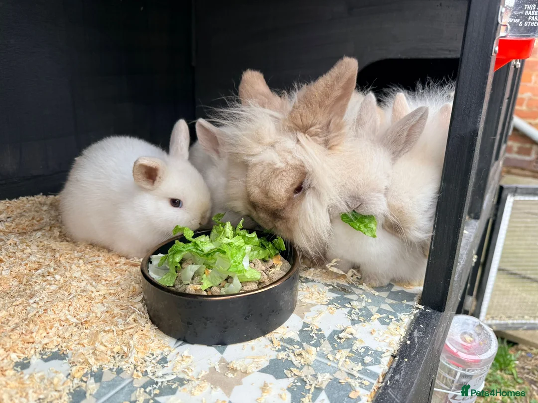 Mini Lion Lop rabbits for sale: Stunning Mini LionLops for Sale  - Advert 7