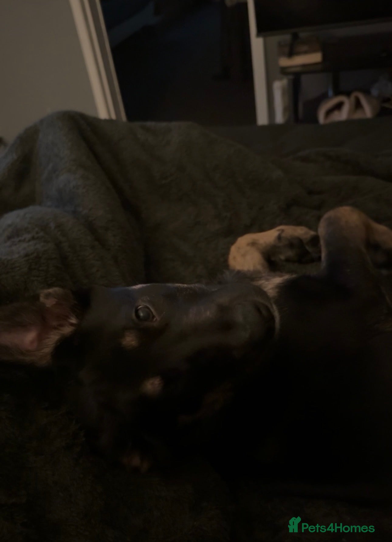 Mixed Breed dogs Luna  - Advert 2