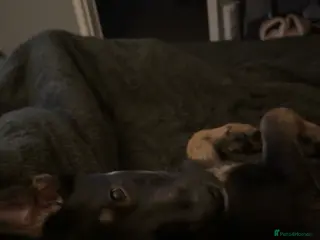 Mixed Breed dogs Luna - Advert 2