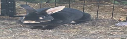 Rex rabbits for sale: Rex - Standard  - Advert 2