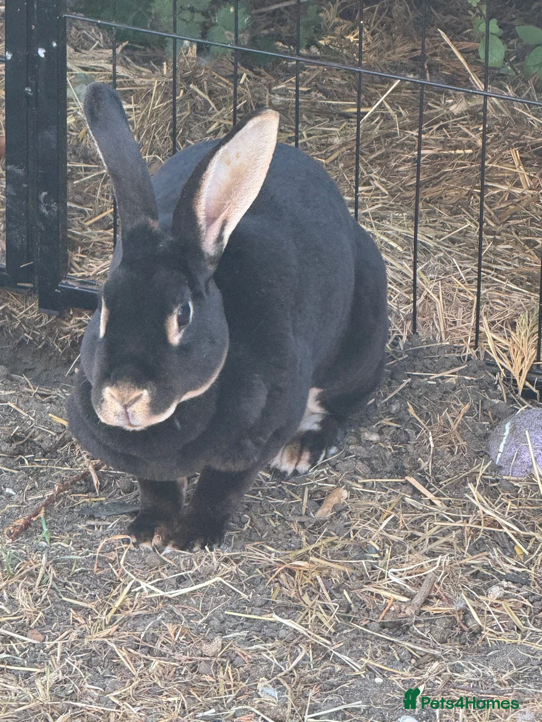 Rex rabbits for sale: Rex - Standard  - Advert 2