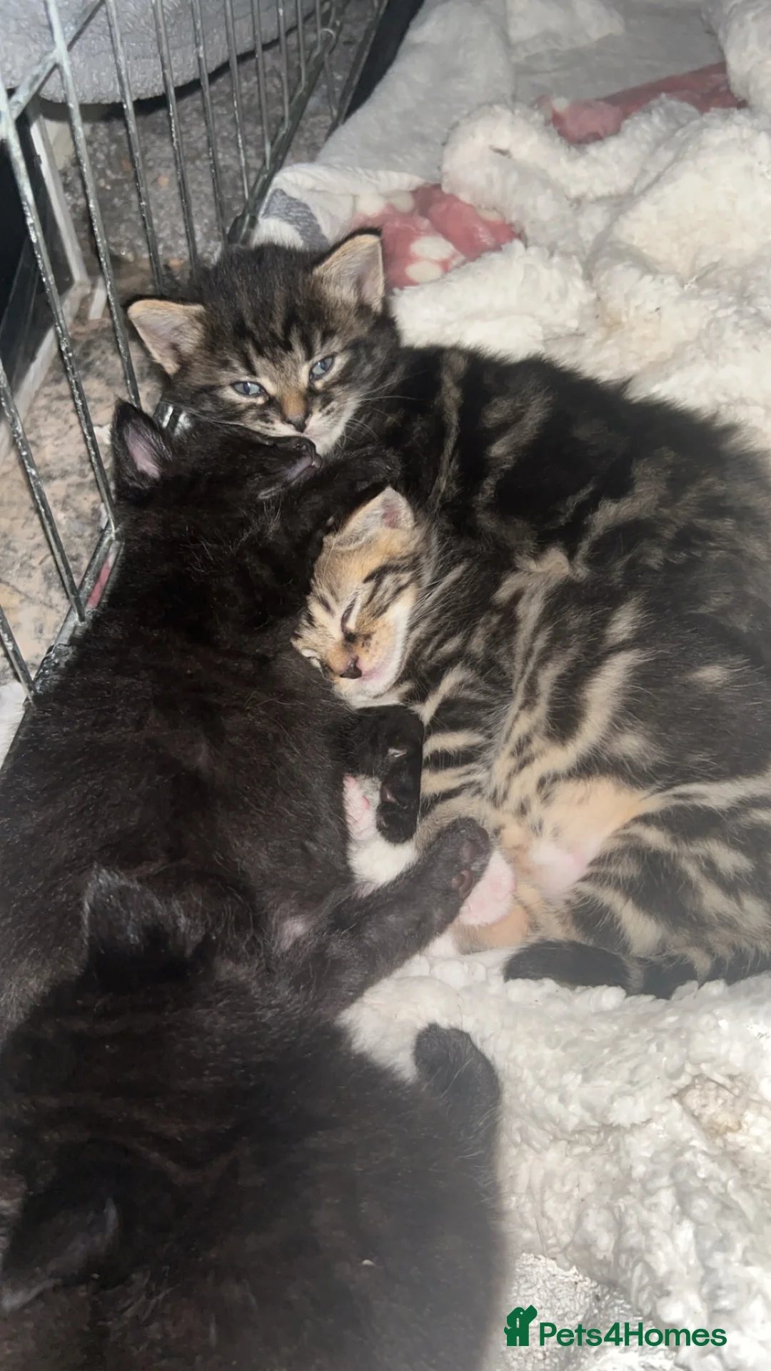 Mixed Breed cats for sale: 4 beautiful kittens for sale  - Advert 6