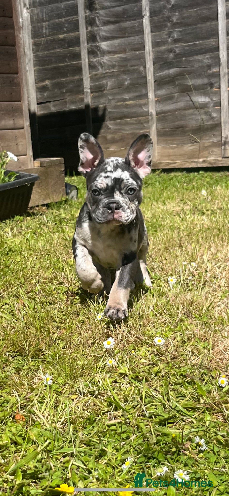 French Bulldog dogs Stunning Frenchie pups  - Advert 6