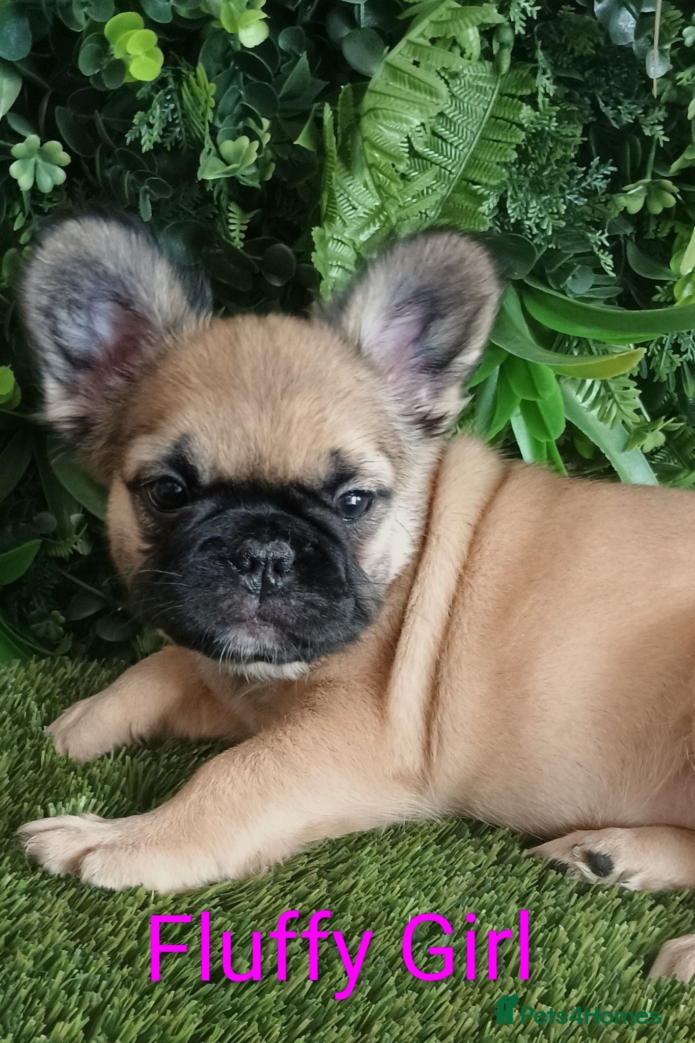 French Bulldog dogs Fluffy French Bulldog Puppies  - Advert 9