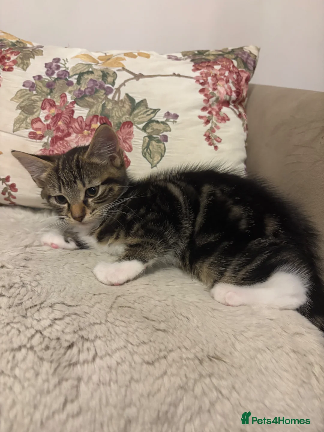 Mixed Breed cats for sale: Black and white stripy male kitten - Advert 7