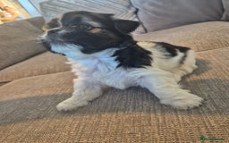 Lhasa Apso dogs for sale: Lhaso Apso Puppies  - Image 6