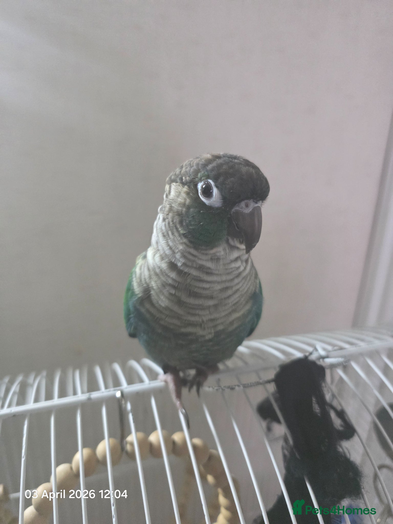 Parakeets birds Parakeet - Advert 2