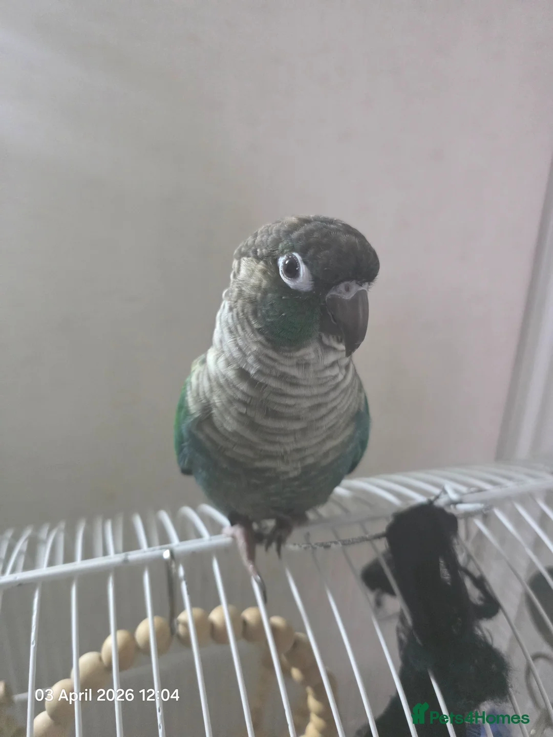 Parakeets birds for sale: Parakeet in London - Advert 1