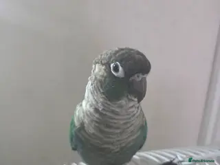 Parakeets birds Parakeet - Advert 2