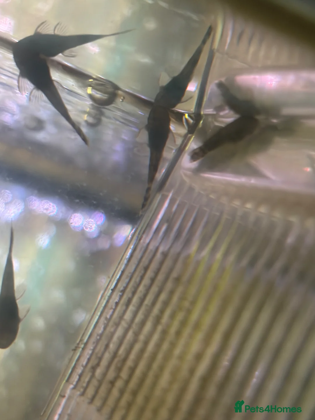 Plecos fish for sale: Bristlenose plecos  in Coleford - Advert 3