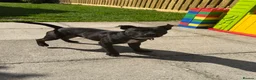 Staffordshire Bull Terrier dogs for sale: 7 month old male KC reg brindle staffy  - Advert 2