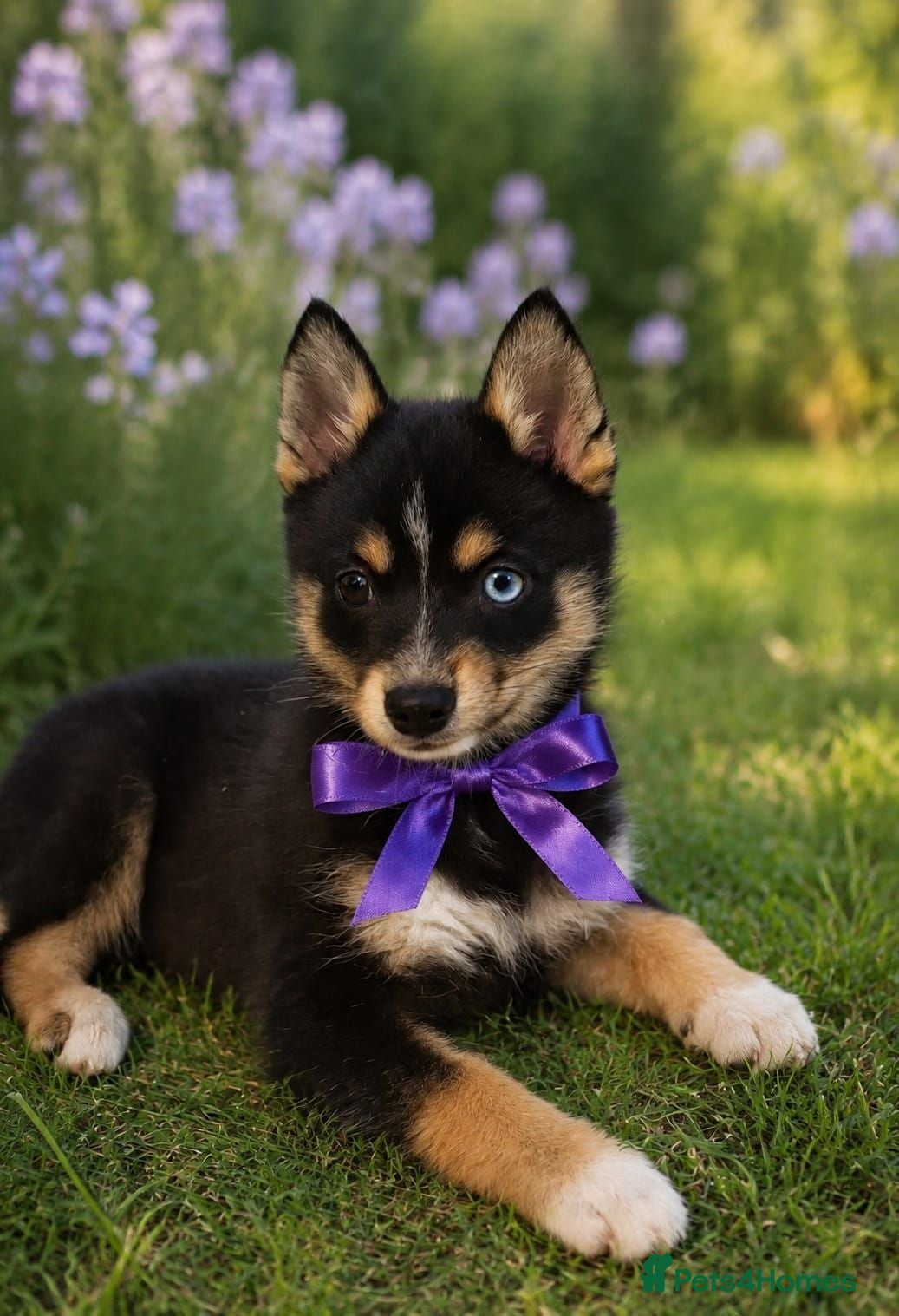 Pomsky dogs Beautiful Pomsky 1 Girl Available - Advert 7