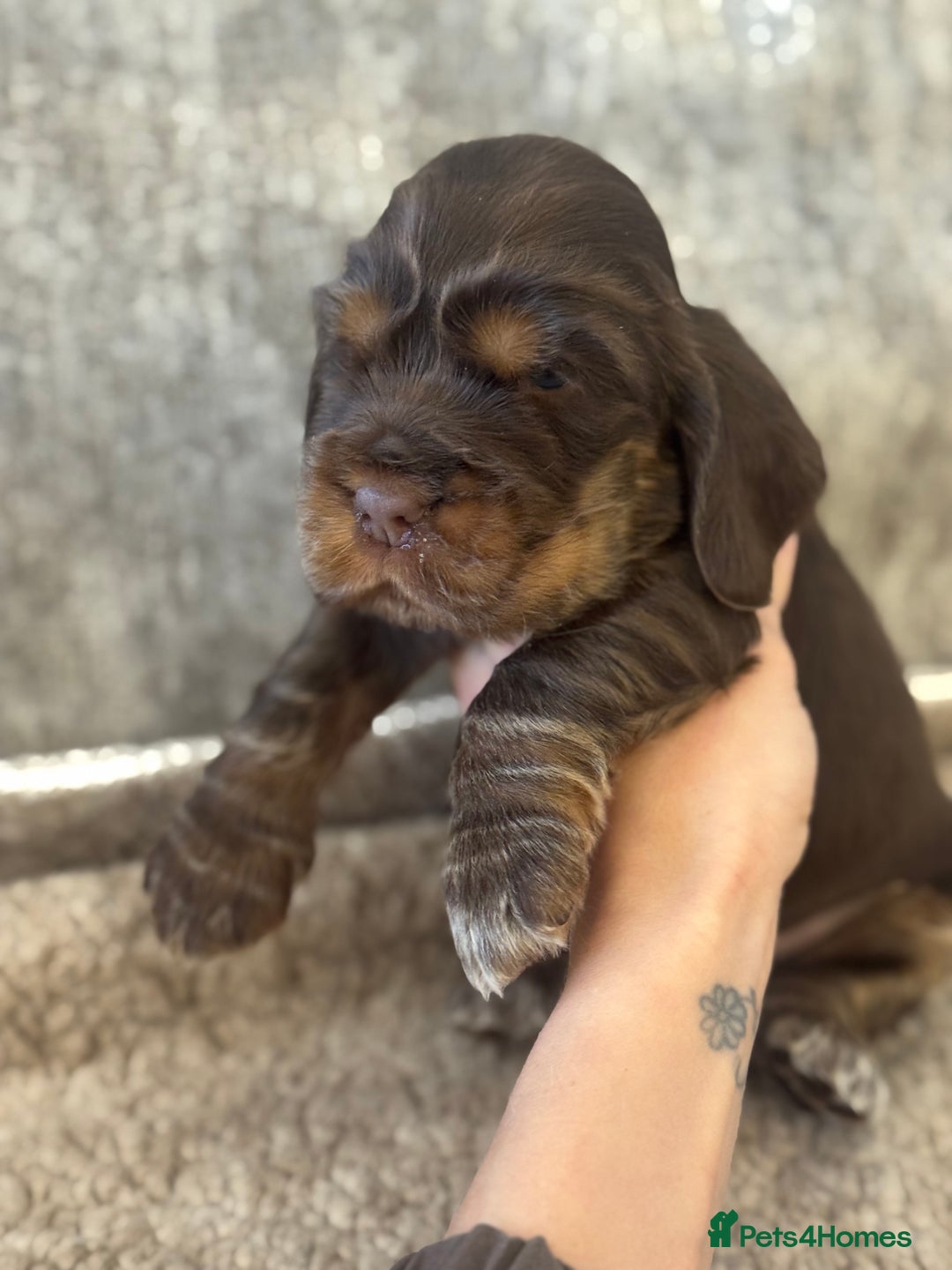 Cocker Spaniel dogs for sale: 100% SHOWTYPE KC REGISTERED HEALTH TESTED - Advert 5