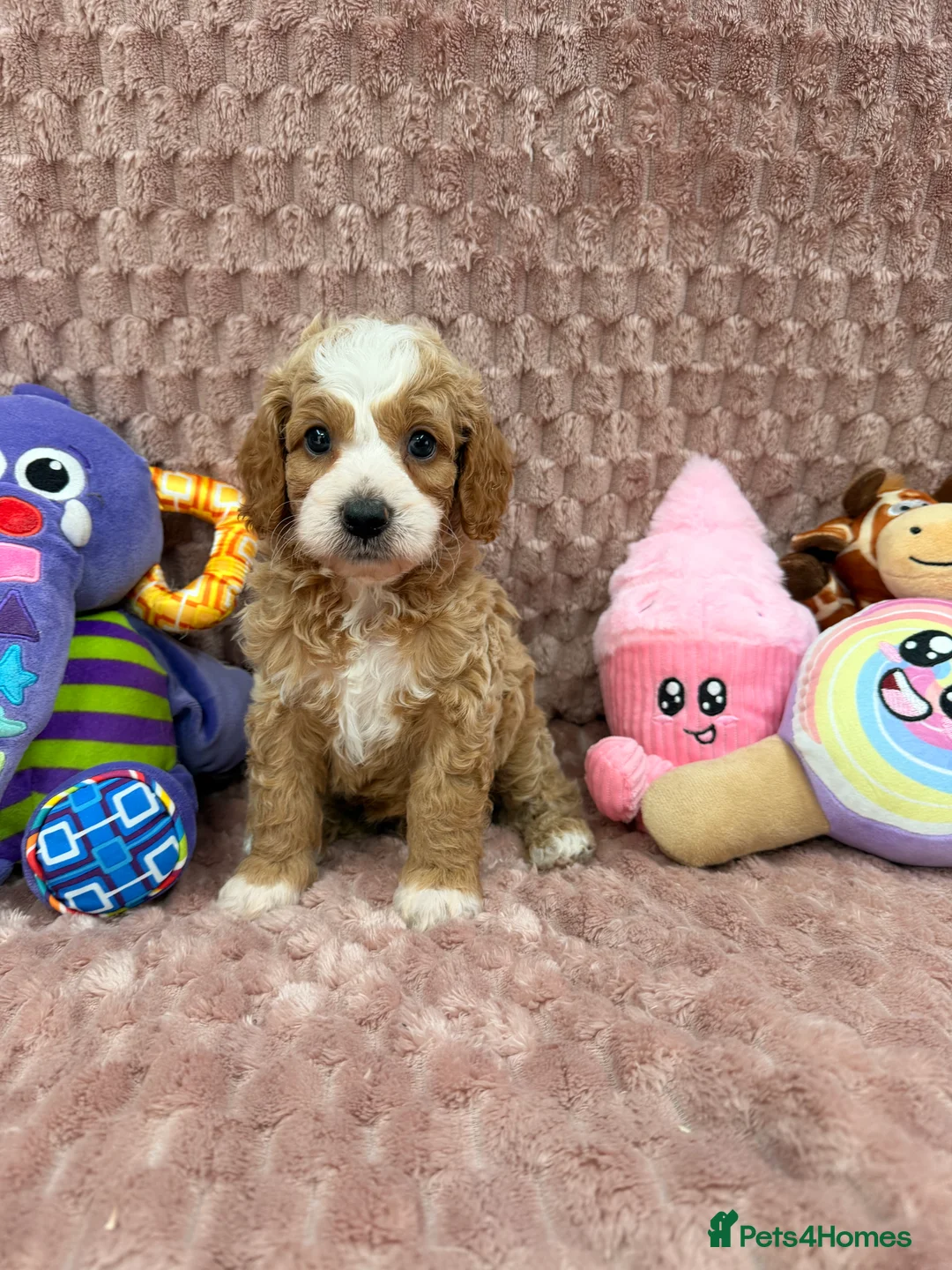 Cavapoo dogs for sale: Stunning F1B Cavapoos FULLY DNA health tested - Advert 32
