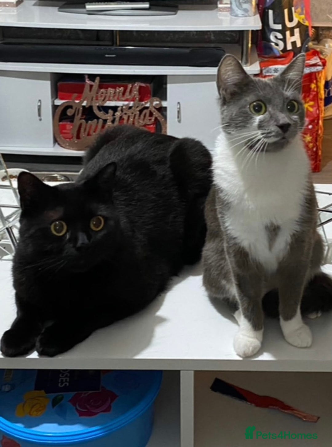 British Shorthair cats for sale: 🐱Blue&Felix- Bonded brother & Sister💛 - Advert 12