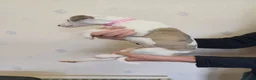Whippet dogs for sale: KC Registered Puppies - Advert 5