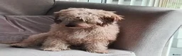 Cockapoo dogs for sale: Long haired male cockapoo  - Advert 5