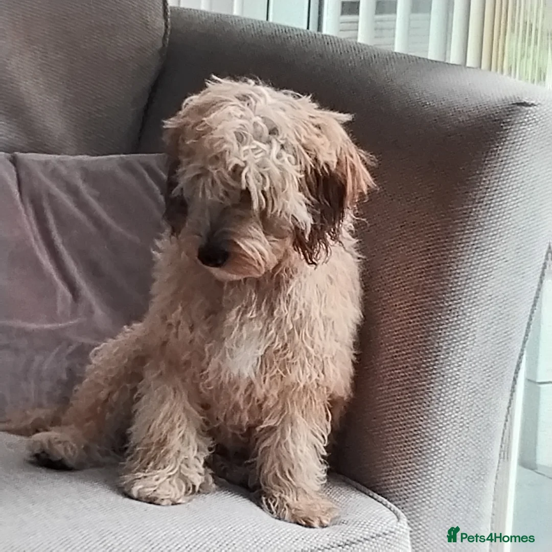 Cockapoo dogs for sale: Long haired male cockapoo  - Advert 5
