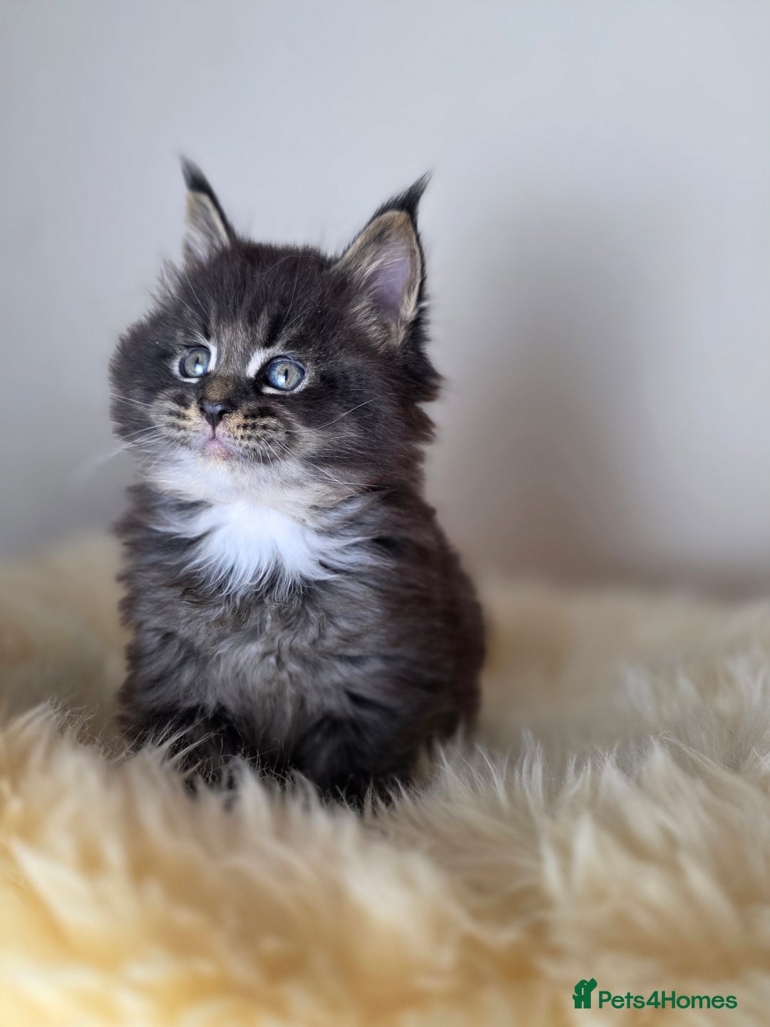 Maine Coon cats for sale: Maine Coon Kittens from Health Tested Parents. - Image 5