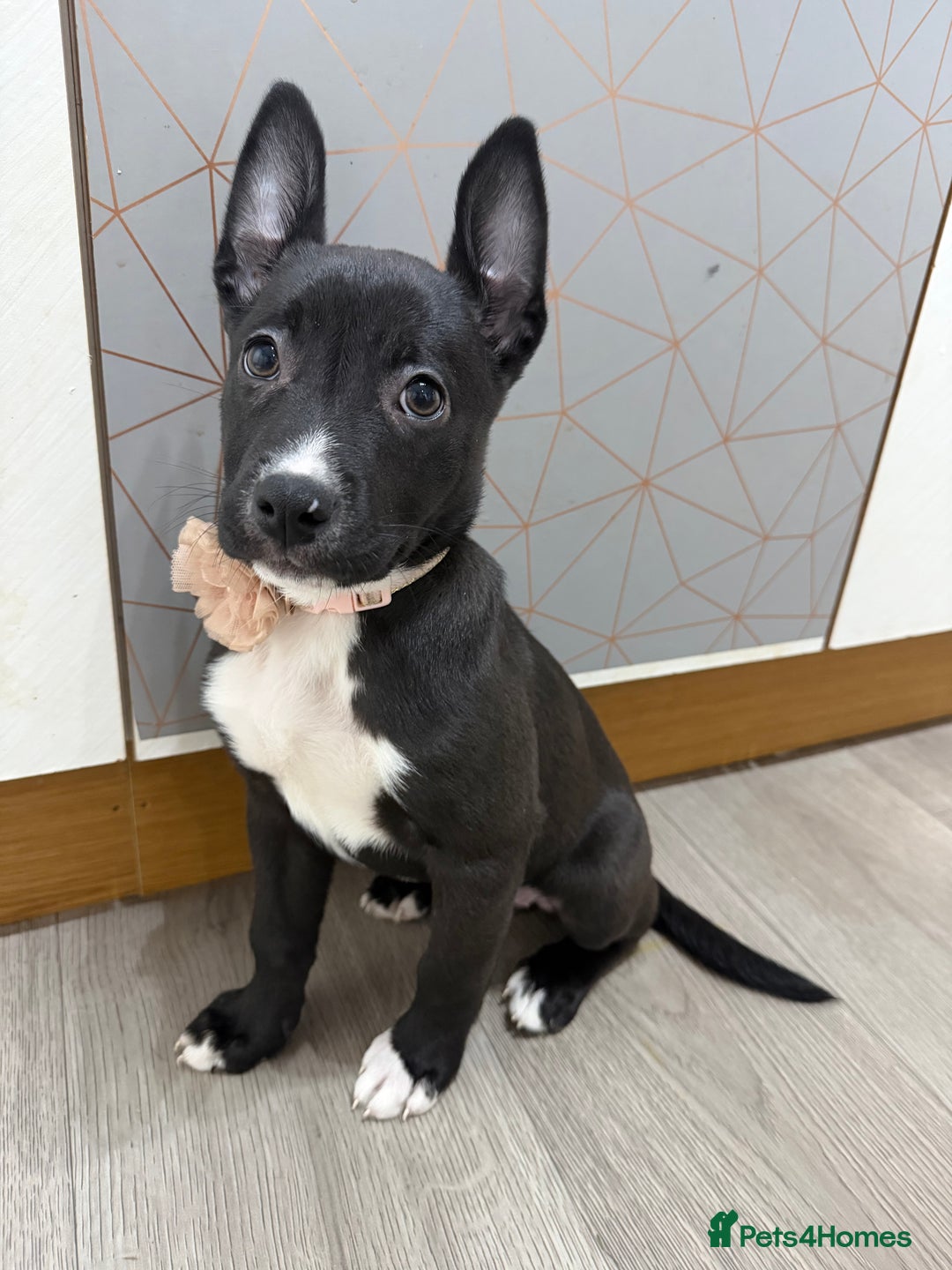 Mixed Breed dogs for sale: american bulldog cross dutch shepherd puppy - Advert 3