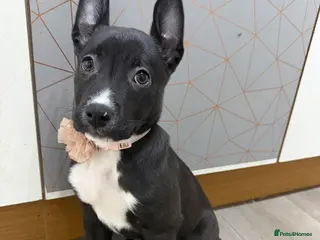 Mixed Breed dogs american bulldog cross dutch shepherd puppy - Advert 12