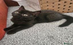 Scottish Fold cats for sale: Adorable Scottish fold Straight Ears Kittens - Image 31
