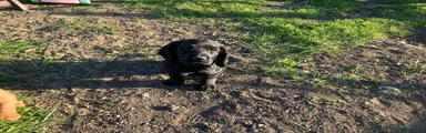 Cocker Spaniel Puppy 1