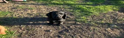 Cocker Spaniel dogs for sale: Legally docked cockers  - Advert 8