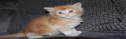 Maine Coon cats for sale: Gorgeous maine coon kittens (2 poly) - Advert 2