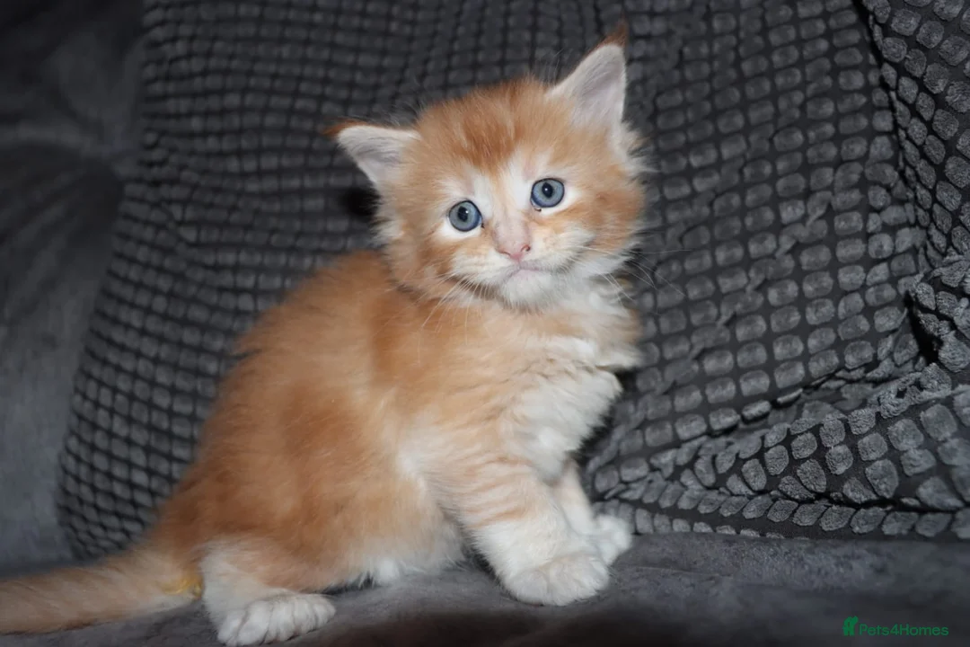 Maine Coon cats for sale: Gorgeous maine coon kittens (2 poly) - Advert 2