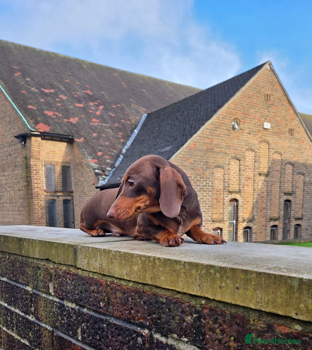 Miniature Dachshund dogs for stud: Choc & Tan carrying blue & piedball Mini Stud - Advert 13