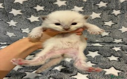 Ragdoll cats for sale: 🐾 5 Beautiful Ragdoll Kittens - Parents GCCF 🐾 - Image 18