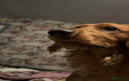 Cocker Spaniel dogs for sale: Red Cocker spaniel male  - Image 1