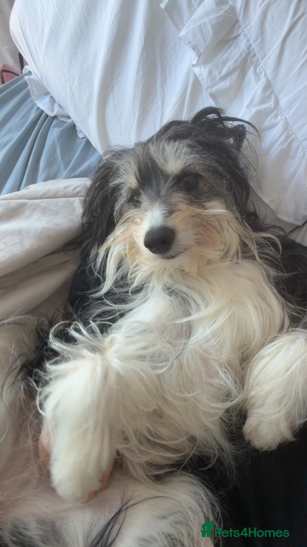 Mixed Breed dogs for sale: 3 beautiful girls  - Advert 1