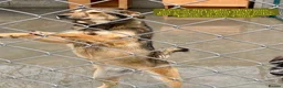 Mixed Breed dogs for adoption: Coral, 2 yrs approx. Available for adorion in Brixham - Advert 4