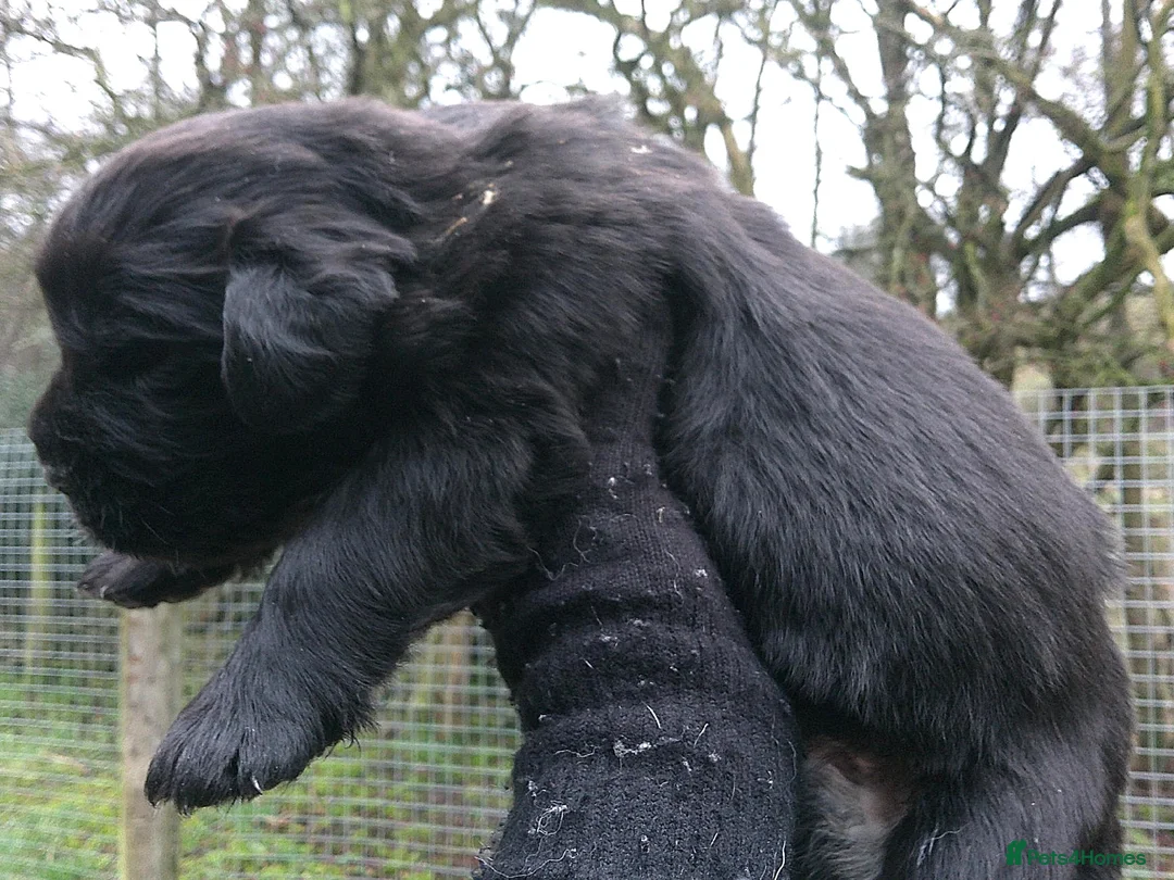 Newfoundland dogs for sale: Newfoundland puppies - Advert 11