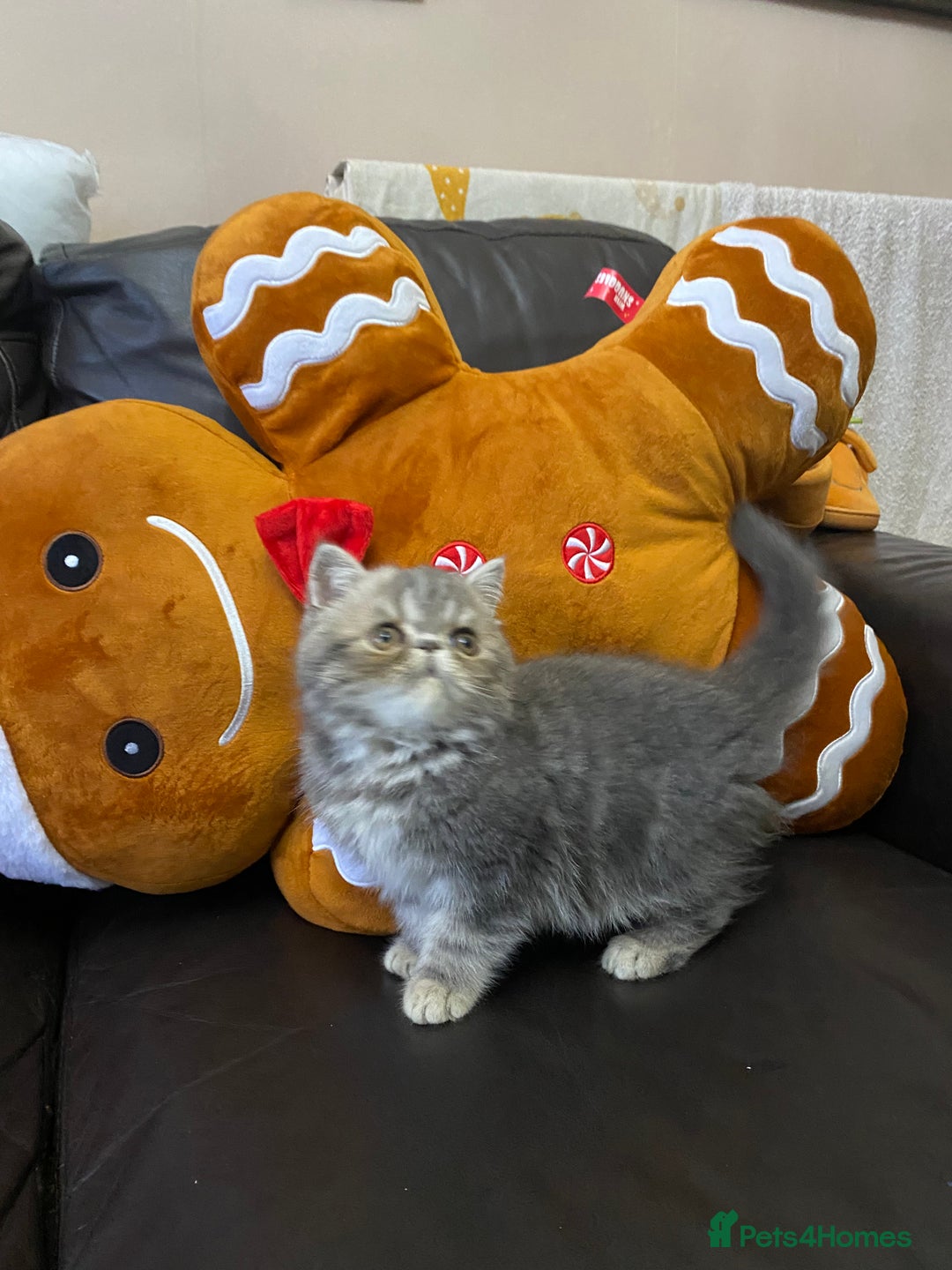 Exotic cats for sale: 1 BABY BOY Exceptional Persian Exotic litter - Advert 5