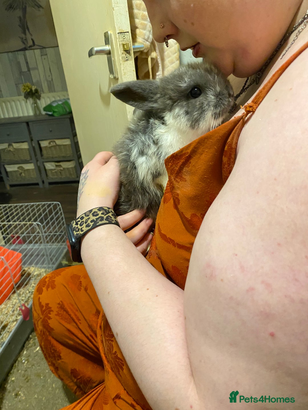 Netherland Dwarf rabbits for sale: Netherland Dwarf / Minilop  - Image 6