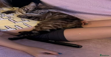 Bengal cats - Advert 15