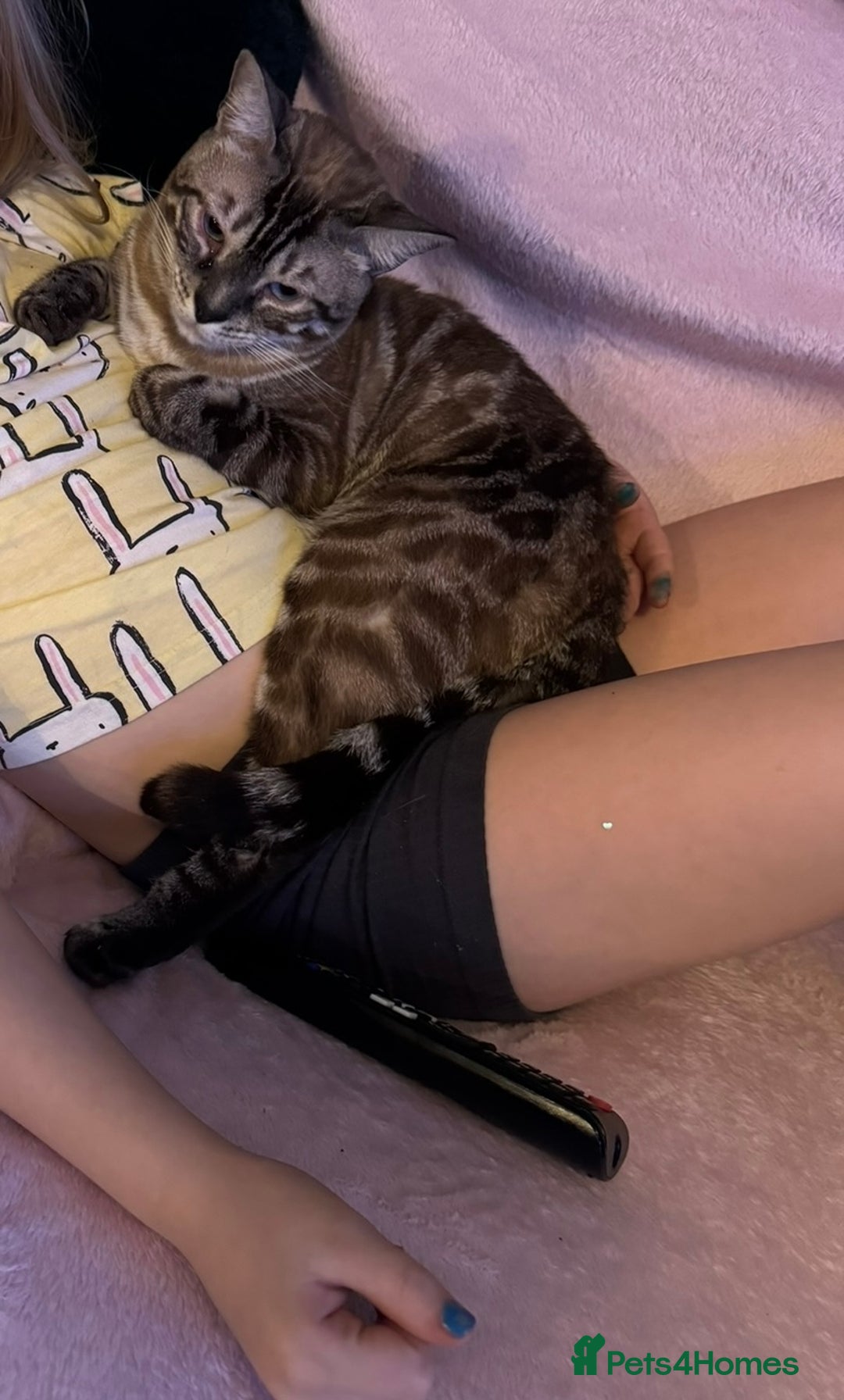 Bengal cats for sale: Bengal for rehoming  - Image 3