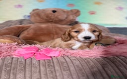 Cocker Spaniel dogs for sale: Beautiful cocker spaniels DNA clear  - Image 16