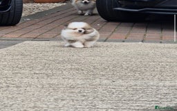 Pomeranian dogs for sale: 1 BOY 1 GIRL POMERANIAN PUPPIES AVAILABLE  - Image 26