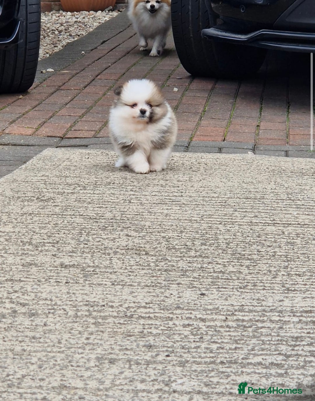 Pomeranian dogs for sale: 1 BOY 1 GIRL POMERANIAN PUPPIES AVAILABLE  - Image 26