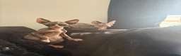 Sphynx cats for sale: darla and doris - Advert 4