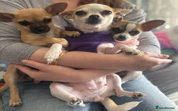 Chihuahua dogs for sale: Becky - Image 5