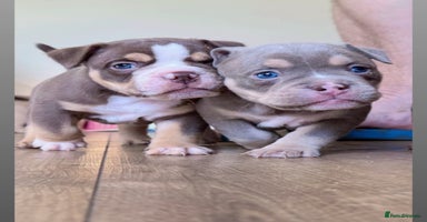 Mixed Breed dogs Stunning English bulldog mix pocket bully  - Advert 5