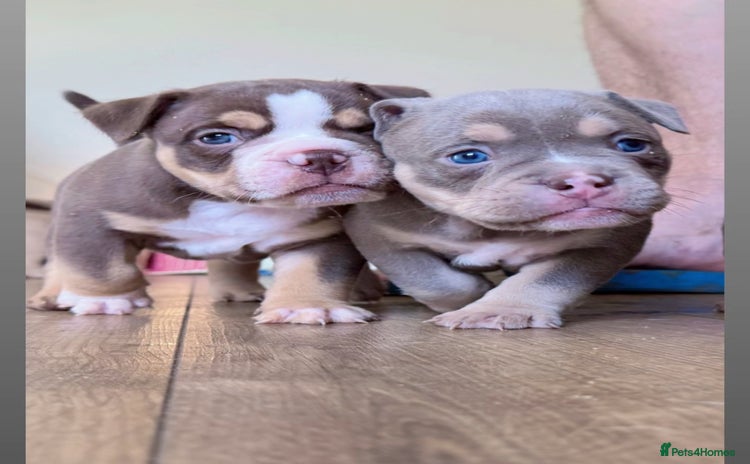 Mixed Breed dogs - Advert 5